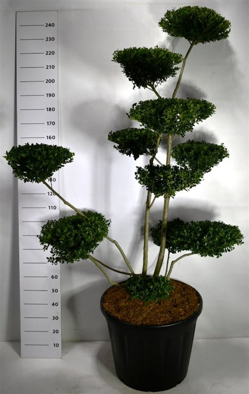 Ilex crenata 'Green Hedge' - 180-200 CM Bonsai Cont.